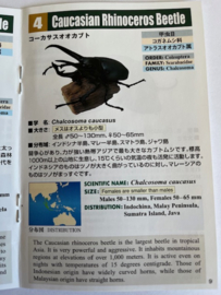 Caucasian Rhinoceros Beetle  Colorata