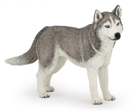 Siberian husky Papo 54035