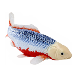 Koi karper Asagi (blue-red)  Mojö 381100