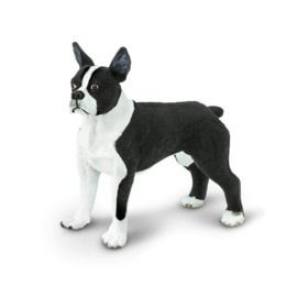 Boston terrier  Safari 255029