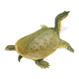 Soft shell turtle  Safari 160605