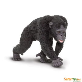 Chimpanzee  S224729