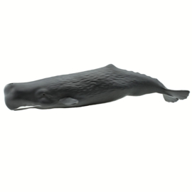 Sperm Whale   S100209