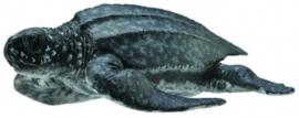 Leatherback Sea Turtle   CollectA 88680