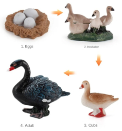 Black swan life cycle