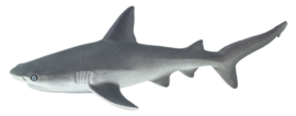 Gray Reef Shark   S100099