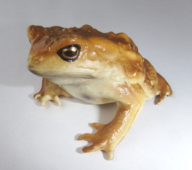 Toad brown