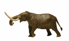 Mastodont EOfauna
