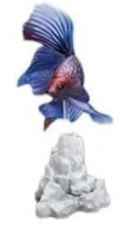 Siamese fighting fish