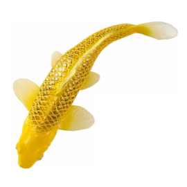 Koi carp Kin Mtsuba Mojö 381105  june  2025