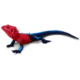 Mwanza Flat-Headed Rock Agama S101081