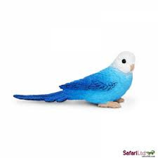 Blue budgie  S 150629