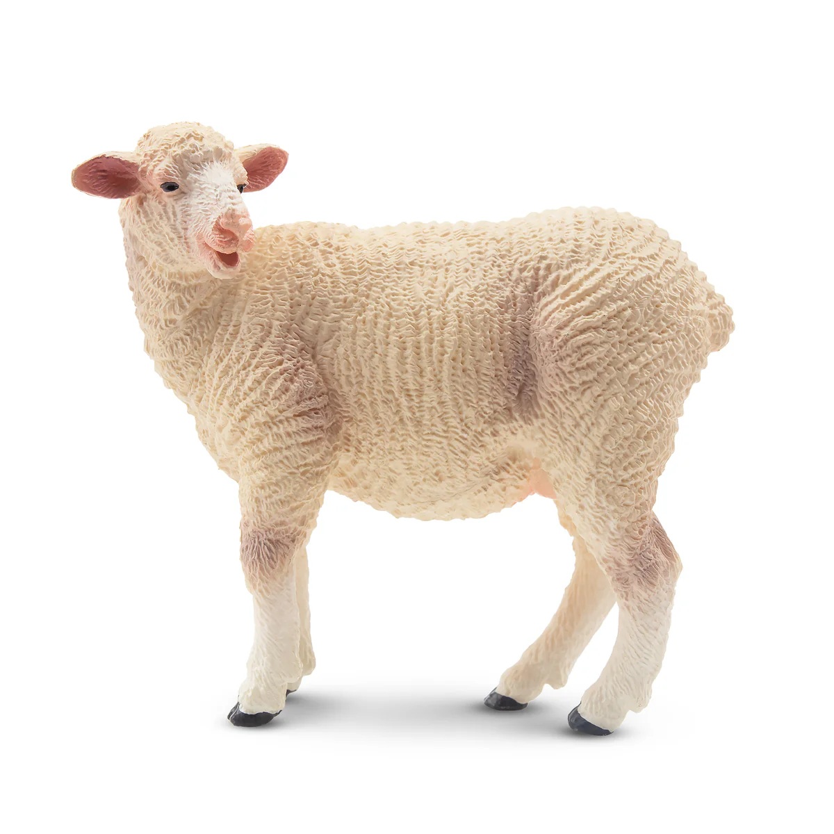 White ewe  Toymany