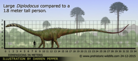 Diplodocus groen/geel CollectA 88622