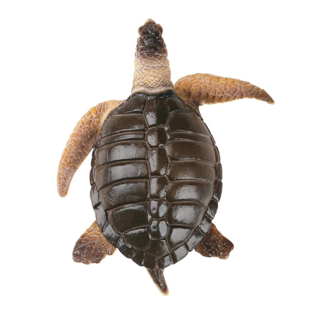 Warana or Pacific ridley sea turtle  Toymany
