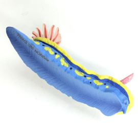 Zeenaaktslak Hypselodoris festiva