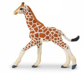 Giraffe kalf  S268529