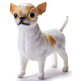 Chihuahua  Recur 16085