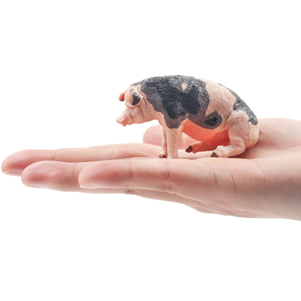 Male Pietrain Pig  Toymany