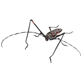 Boktor Acrocinus longimanus  Bandai