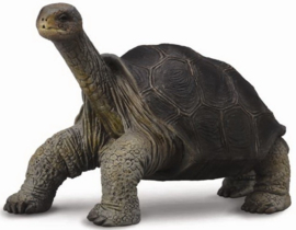 Pinta Island Schildpad   CollectA 88619