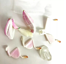 Orchidee-bidsprinkhaan (Hymenopus coronatus)