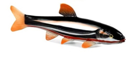 Zoetwatervissen