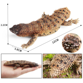 Spinytailed lizard Uromastyx