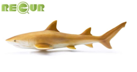 Lemon shark Recur 16093