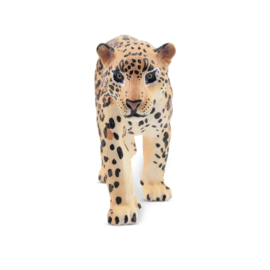 Jaguar  walking  Toymany