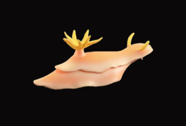 Nudibranche