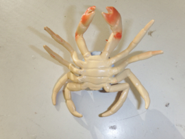 Blauwe krab (tropische)