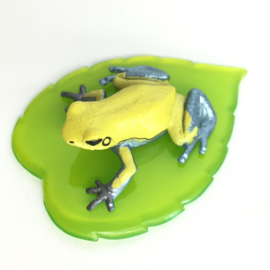 Oophaga granulifera; Granular Poison Frog