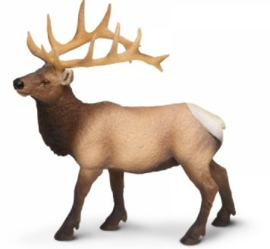 Wapiti  stier   S180329