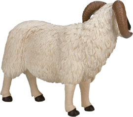 Blackface sheep  ram  Mojo 387081