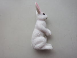 Rabbit  white  standing