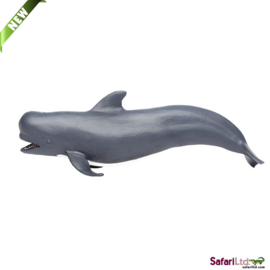 Pilot whale  S205629