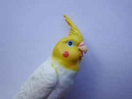 Cockatiel  white