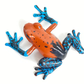 Strawberry poison frog Colorata