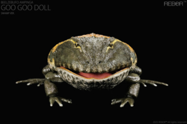 Beelzebufo ampinga