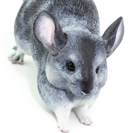 Chinchilla