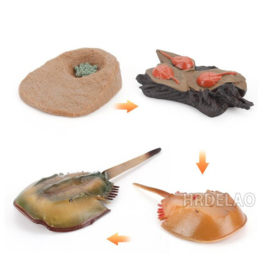 Degenkrab  levenscyclus