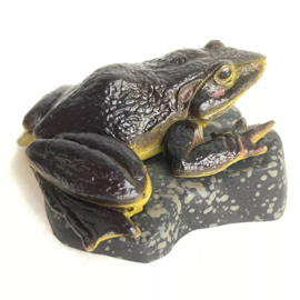 Goliath Frog, Conraua goliath