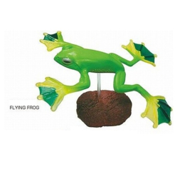 Flying frog Colorata