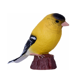 American goldfinch Mojo 381111