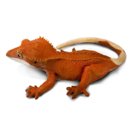 Crested Gecko  S100344