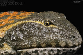 Beelzebufo ampinga   PRE ORDER (august  2025)