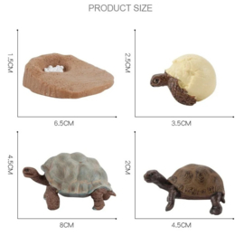 Landschildpad  lifecycle  type 1