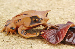 Malayan horned frog  Colorata