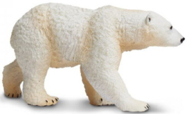 Polar Bear   S273329